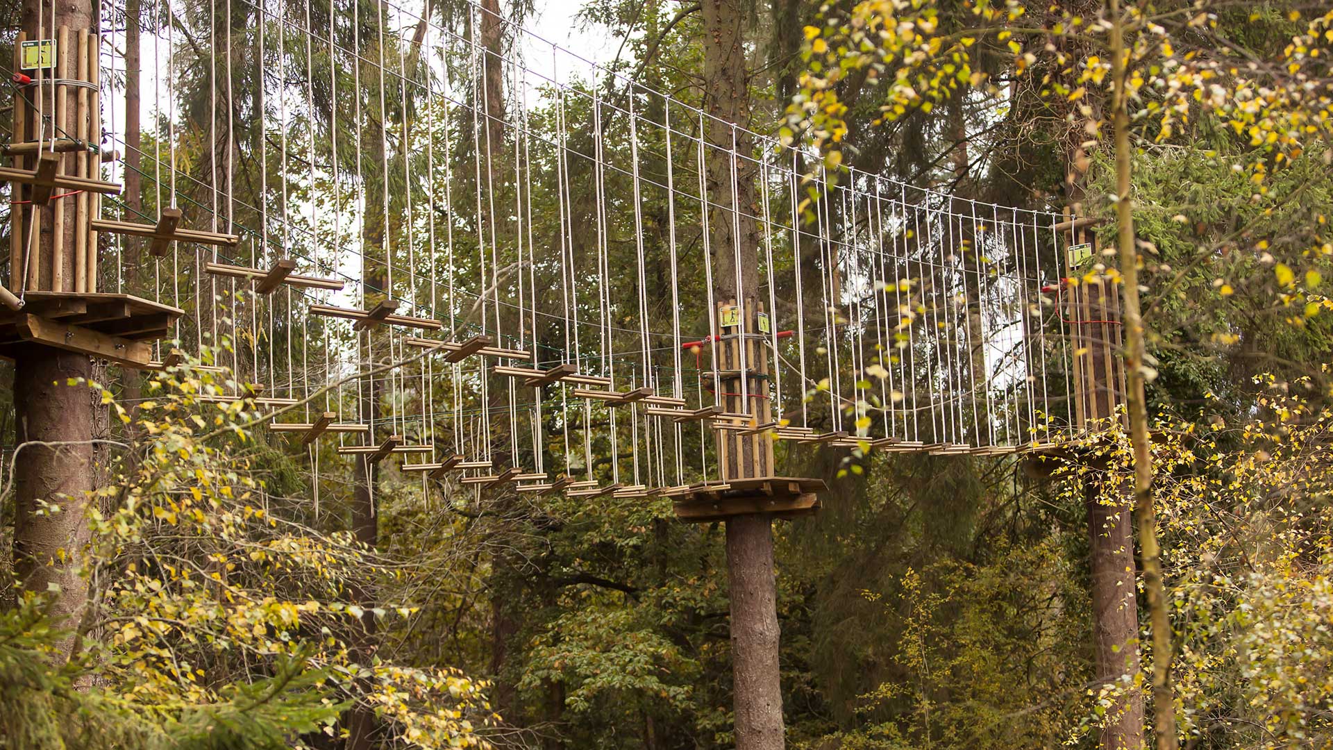 A rope bridge between three trees with green and yellow leaves