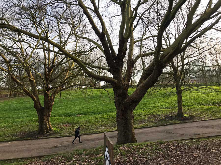 Bare trees in a park with a grey asphalt park running between green grass